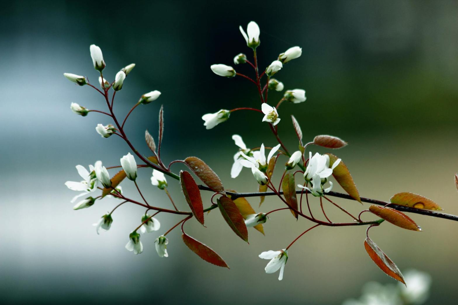 white petaled flowers