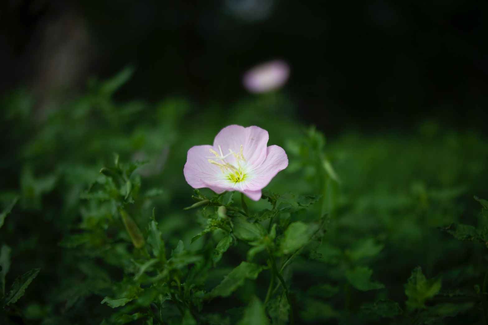 blooming pink flower in close up photography