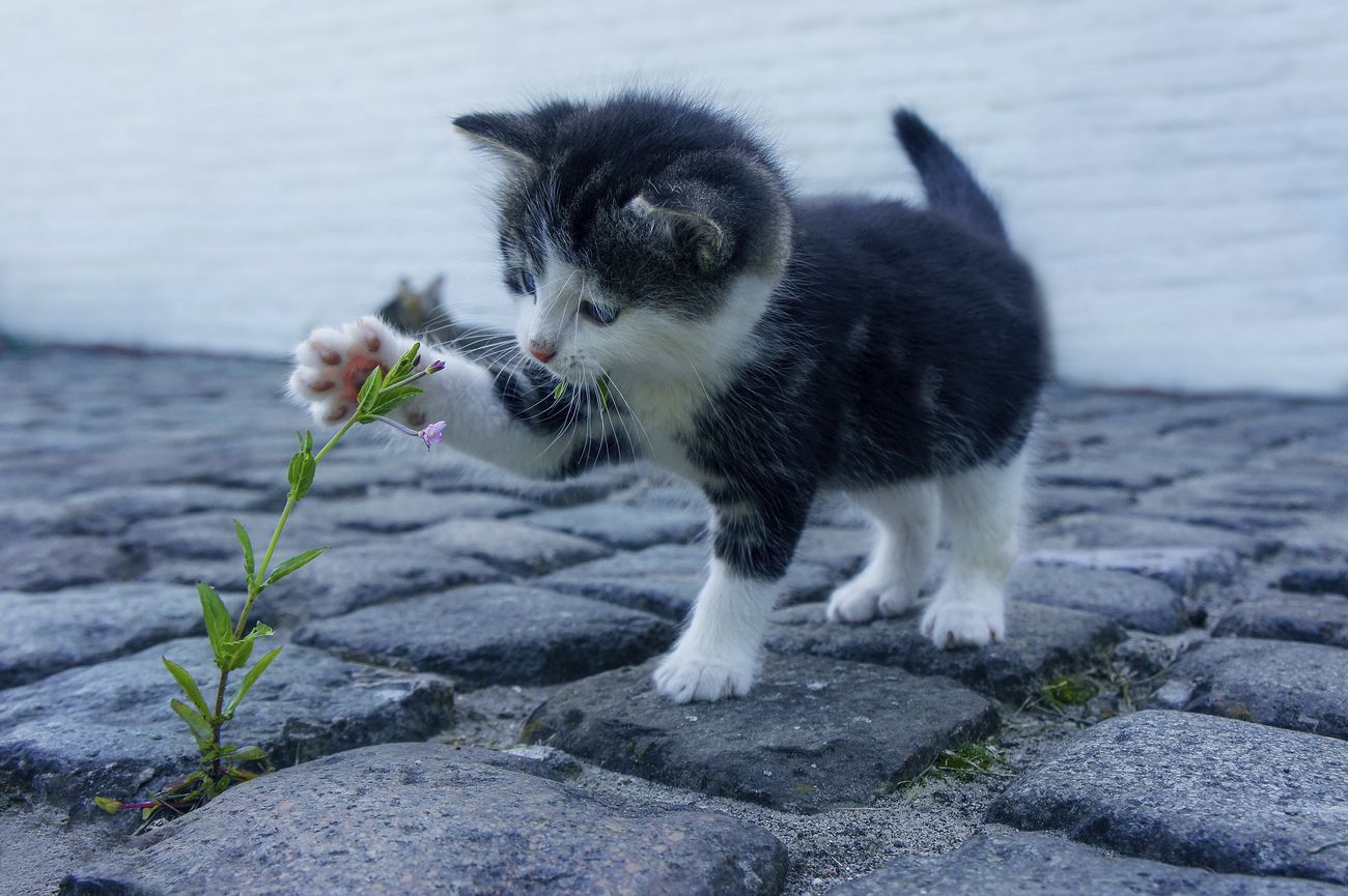 A kitten keeping a leaf