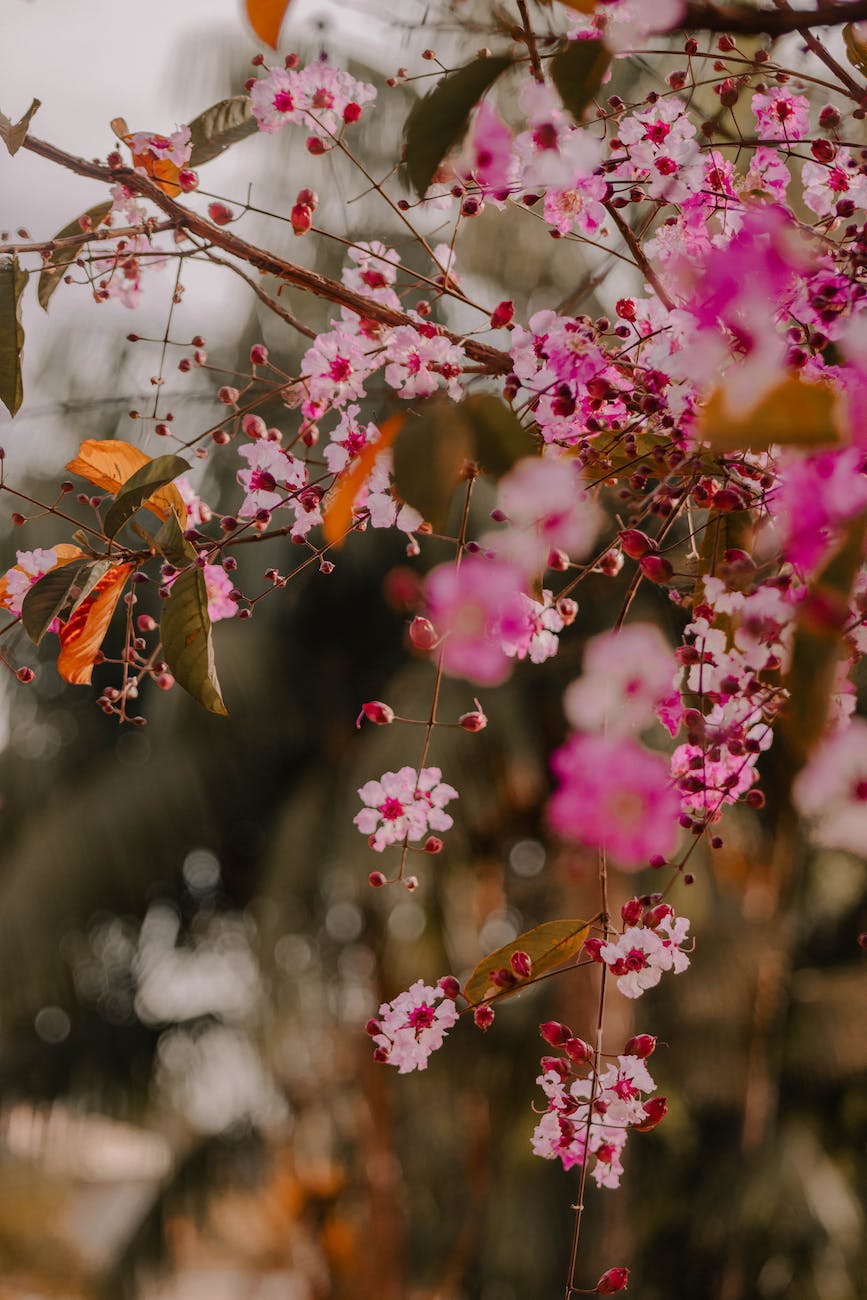 close up of blooming tree branch