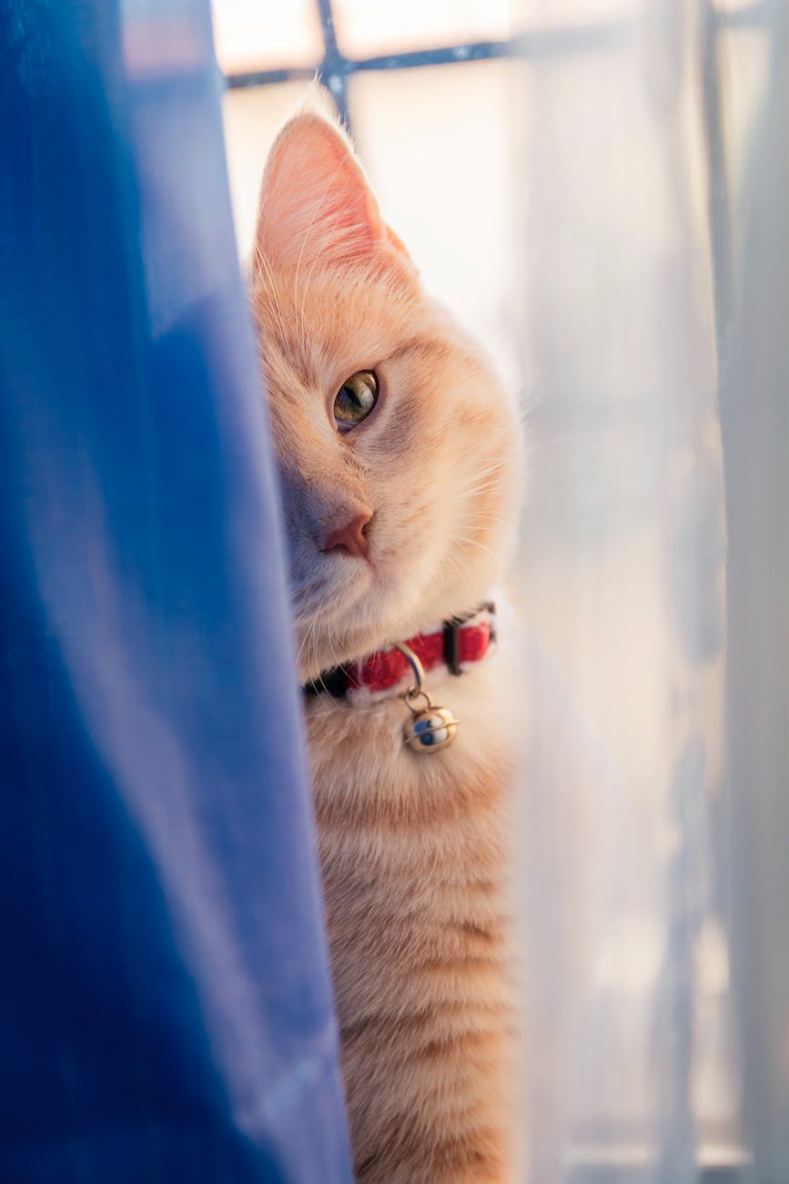 orange tabby cat on back of window curtain